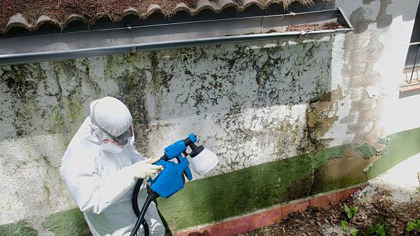 Top rated local Basement Mold Removal specialists in New Berlin, PA